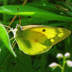 Adirondack Butterflies -- Clouded Sulphur in the Paul Smiths Butterfly House (16 June 2012)