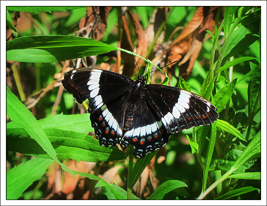 Butterflies of the Adirondack Mountains: White Admiral (Limenitis arthemis) in the Paul Smiths VIC Native Species Butterfly House (28 June 2012)