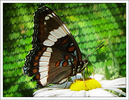 Butterflies of the Adirondack Mountains: White Admiral (Limenitis arthemis) in the Paul Smiths VIC Native Species Butterfly House (30 June 2012)