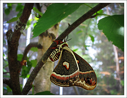 Moths of the Adirondack Mountains: Cecropia Silkmoth (Hyalophora cecropia) in the Paul Smiths VIC Native Species Butterfly House (16 June 2012)