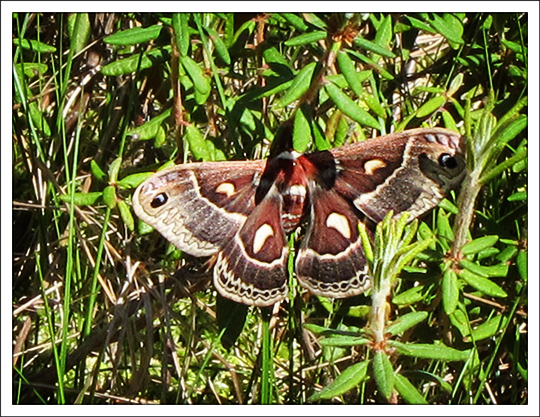 Moths of the Adirondack Mountains: Columbia Silkmoth (Hyalophora columbia) on the Boreal Life Trail at the Paul Smiths VIC (3 June 2011)