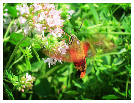 Moths of the Adirondack Mountains: Hummingbird Clearwing (Hemaris thysbe) in the Paul Smiths VIC Native Species Butterfly House (4 August 2012) Moths of the Adirondack Mountains: Hummingbird Clearwing (Hemaris thysbe) in the Paul Smiths VIC Native Species Butterfly House (4 August 2012)