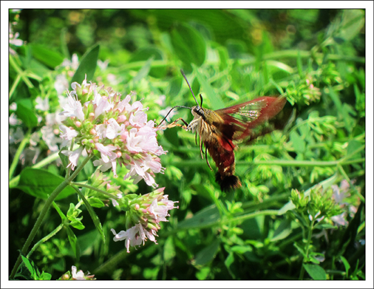 Moths of the Adirondack Mountains: Hummingbird Clearwing (Hemaris thysbe) in the Paul Smiths VIC Native Species Butterfly House (4 August 2012) Moths of the Adirondack Mountains: Hummingbird Clearwing (Hemaris thysbe) in the Paul Smiths VIC Native Species Butterfly House (4 August 2012)