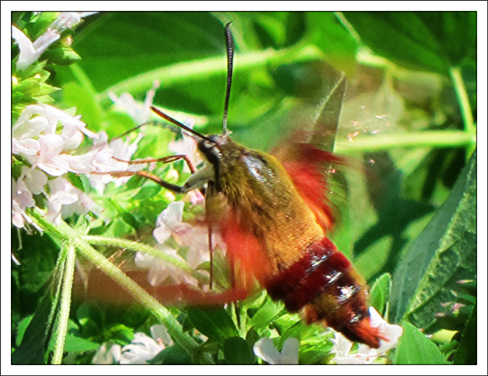 Moths of the Adirondack Mountains: Hummingbird Clearwing (Hemaris thysbe) in the Paul Smiths VIC Native Species Butterfly House (4 August 2012) Moths of the Adirondack Mountains: Hummingbird Clearwing (Hemaris thysbe) in the Paul Smiths VIC Native Species Butterfly House (4 August 2012)