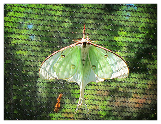 Moths of the Adirondack Mountains: Luna Moth (Actias luna) in the Paul Smiths VIC Native Species Butterfly House (30 June 2012) Moths of the Adirondack Mountains: Luna Moth (Actias luna) in the Paul Smiths VIC Native Species Butterfly House (30 June 2012)