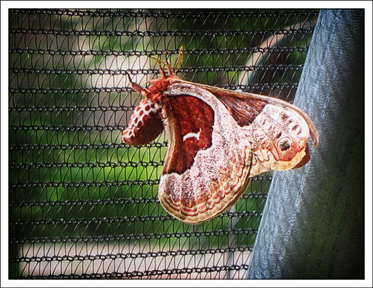 Moths of the Adirondack Mountains: Promethea Silkmoth (Callosamia promethea) at the Paul Smiths VIC (16 June 2012)