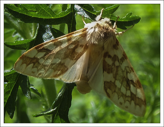 Moths of the Adirondack Mountains: Spotted Tussock Moth (Lophocampa maculata) at the Paul Smiths VIC Butterfly House (20 June 2013) Moths of the Adirondack Mountains: Spotted Tussock Moth (Lophocampa maculata) at the Paul Smiths VIC Butterfly House (20 June 2013)
