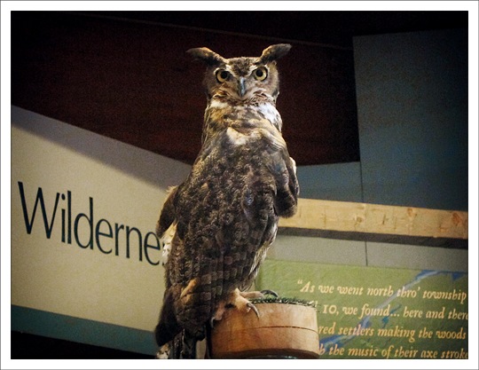 Great Horned Owl at the Paul Smiths VIC Great Horned Owl at the Paul Smiths VIC