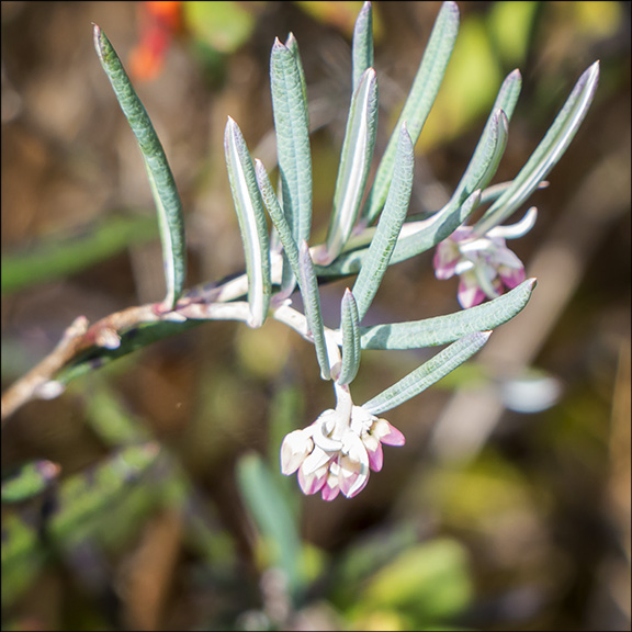 Bog Rosemary on Barnum Bog