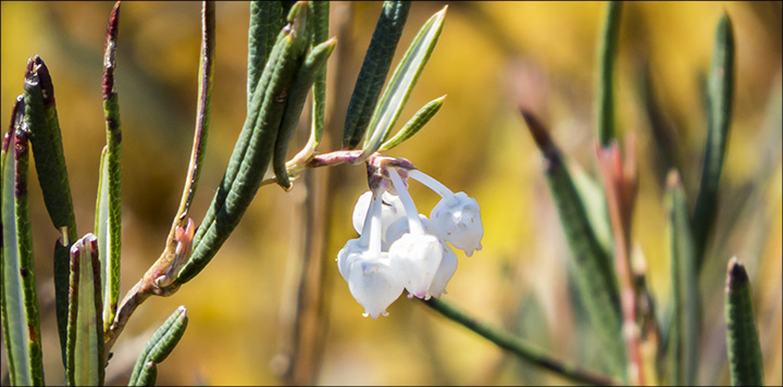 Shrubs of the Adirondack Mountains:  Bog Rosemary (Andromeda polifolia) on the Boreal Life Trail at the Paul Smiths VIC (23 May 2015)