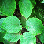 Shrubs of the Adirondacks:  Witch Hobble growing along the Barnum Brook Trail at the Paul Smiths VIC (21 JUly 2012)