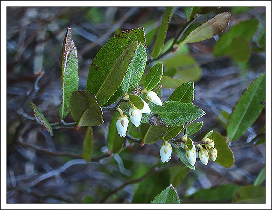 Shrubs of the Adirondack Mountains:  Leatherleaf (Chamaedaphne calyculata) on the Heron Marsh Trail at the Paul Smiths VIC (7 May 2013)