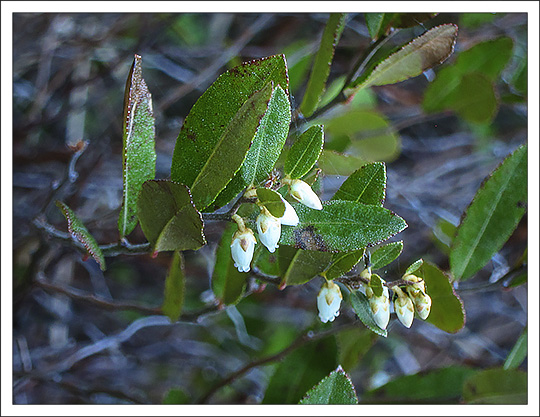 Shrubs of the Adirondack Mountains: Leatherleaf (Chamaedaphne calyculata) on the Heron Marsh Trail at the Paul Smiths VIC (7 May 2013) Shrubs of the Adirondack Mountains: Leatherleaf (Chamaedaphne calyculata) on the Heron Marsh Trail at the Paul Smiths VIC (7 May 2013)