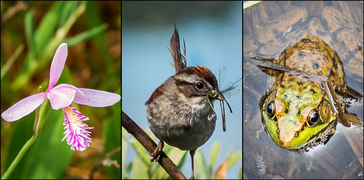 Adirondack Wetlands: Rose Pogonia on Barnum Bog, Swamp Sparrow on Heron Marsh, Green Frog on Heron Marsh