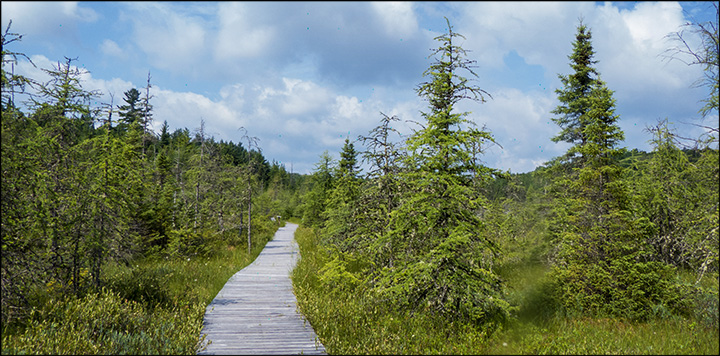 Adirondack Wetlands: Barnum Bog from the Boreal Life Trail boardwalk (18 July 2013) Adirondack Wetlands: Barnum Bog from the Boreal Life Trail boardwalk (18 July 2013)