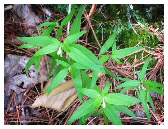 Adirondack Wildflowers:  Cow-wheat in bloom at the Paul Smiths VIC (22 July 2012)