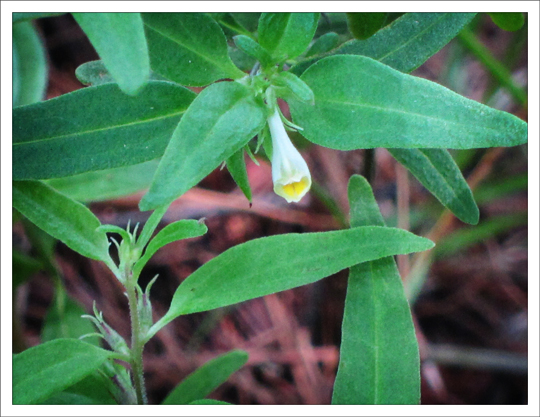 Adirondack Wildflowers:  Cow-wheat blooming at the Paul Smiths VIC (18 July 2012)