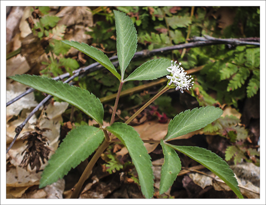 Wildflowers of the Adirondack Mountains:  Dwarf Ginseng (Panax trifolius) on the Heron Marsh Trail at the Paul Smiths VIC (8 May 2013)