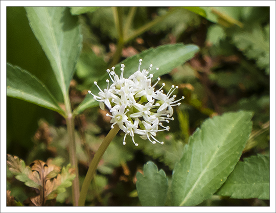 Wildflowers of the Adirondack Mountains: Dwarf Ginseng (Panax trifolius) on the Heron Marsh Trail at the Paul Smiths VIC (8 May 2013) Wildflowers of the Adirondack Mountains: Dwarf Ginseng (Panax trifolius) on the Heron Marsh Trail at the Paul Smiths VIC (8 May 2013)