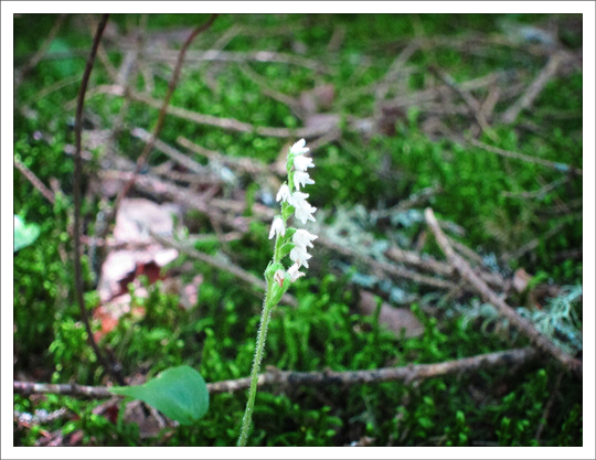 Adirondack Wildflowers:  Dwarf Rattlesnake Plantain (Goodyera repens) blooming on the Boreal Life Trail at the Paul Smiths VIC (30 July 2012)