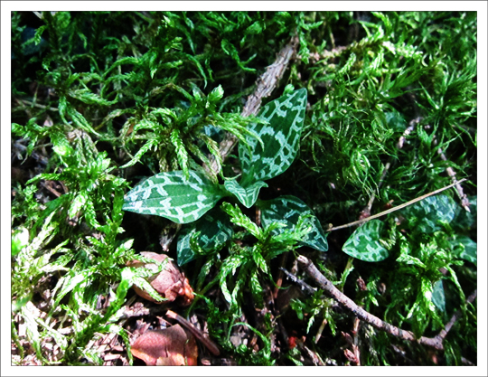 Adirondack Wildflowers:  Dwarf Rattlesnake Plantain (Goodyera repens) foliage on the Boreal Life Trail at the Paul Smiths VIC (30 July 2012)