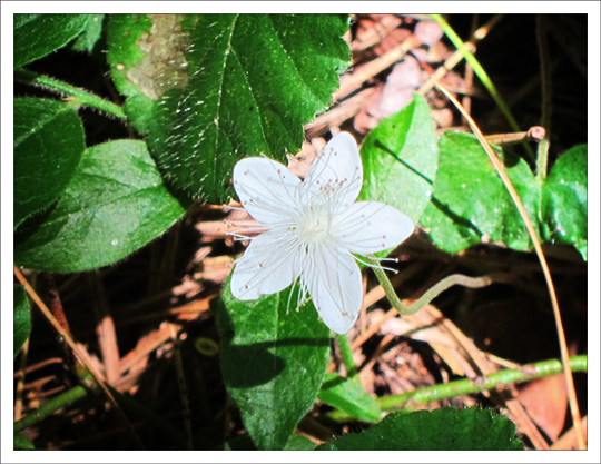 Adirondack Wildflowers:  False Violet | Dewdrop (30 July 2012)
