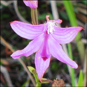 Adirondack Wildflowers: Grass Pink blooming on Barnum Bog (10 July 2012)