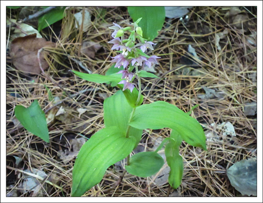 Wildflowers of the Adirondack Mountains: Helleborine Orchid (Epipactis helleborine) on the Heron Marsh Trail at the Paul Smiths VIC (25 July 2012) Wildflowers of the Adirondack Mountains: Helleborine Orchid (Epipactis helleborine) on the Heron Marsh Trail at the Paul Smiths VIC (25 July 2012)