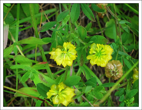 Wildflowers of the Adirondack Mountains:  Hop Clover (Trifolium aureum) on the Barnum Brook Trail at the Paul Smiths VIC (20 July 2013)