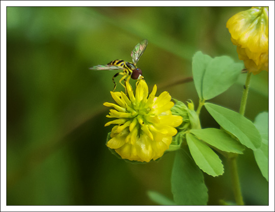 Wildflowers of the Adirondack Mountains:  Hop Clover (Trifolium aureum) on the Logger's Loop Trail at the Paul Smiths VIC (20 July 2013)