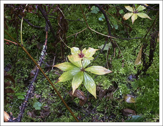 Wildflowers of the Adirondack Mountains:  Indian Cucumber-root (Medeola virginiana) on the Barnum Brook Trail at the Paul Smiths VIC (14 September 2013)