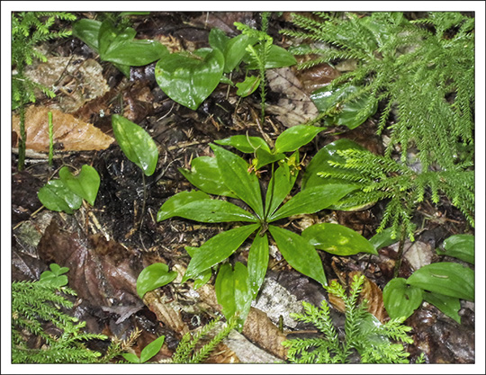 Wildflowers of the Adirondack Mountains:  Indian Cucumber-root (Medeola virginiana) on the Barnum Brook Trail at the Paul Smiths VIC (9 June 2010)