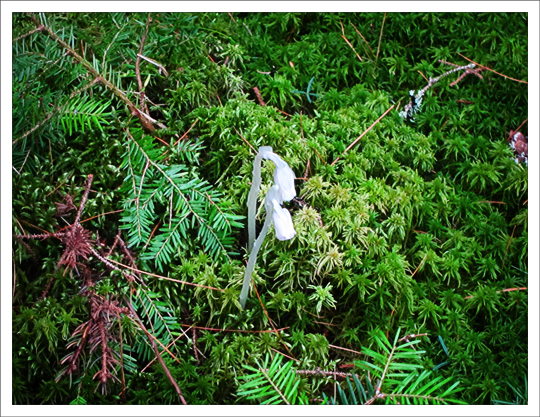 Adirondack Wildflowers:  Indian Pipe blooming at the Paul Smiths VIC (28 July 2012)