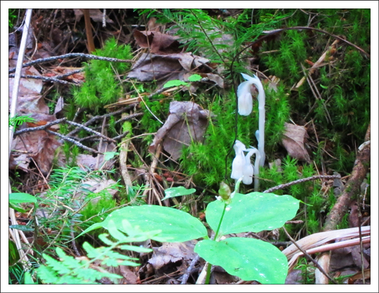 Adirondack Wildflowers:  Indian Pipe in bloom at the Paul Smiths VIC (29 July 2011)