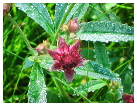 Adirondack Wildflowers:   Marsh Cinquefoil blooming in Barnum Bog (7 July 2012)