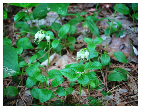 Paul Smiths VIC -- Adirondack Wildflowers | One-sided Pyrola in bloom (28 June 2012) Paul Smiths VIC -- Adirondack Wildflowers | One-sided Pyrola in bloom (28 June 2012)