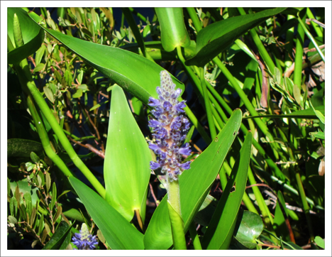 Adirondack Wildflowers: Pickerelweed on Heron Marsh at the Paul Smiths VIC (5 July 2011) Adirondack Wildflowers: Pickerelweed on Heron Marsh at the Paul Smiths VIC (5 July 2011)