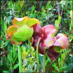 Adirondack Wildflowers: Pitcher Plant on Barnum Bog (13 July 2011)