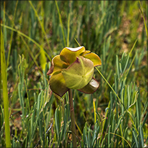 Adirondack Wildflowers:  Pitcher Plant on Barnum Bog (2 August 2013)