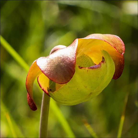 Adirondack Wildflowers: Pitcher Plant on Barnum Bog at the Paul Smiths VIC