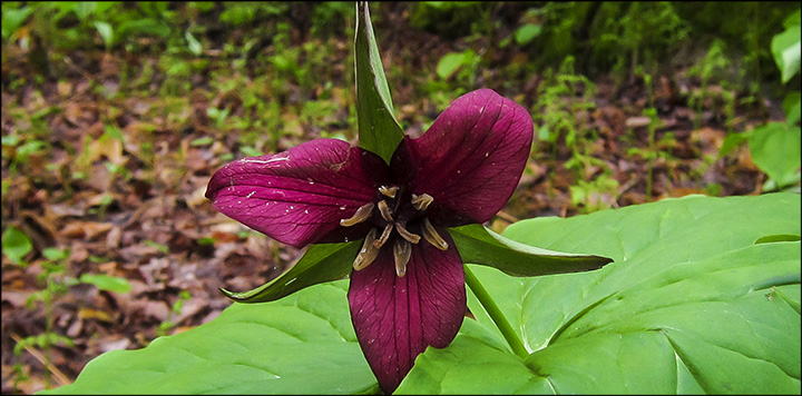Wildflowers of the Adirondacks: Purple Trillium (22 May 2013) Wildflowers of the Adirondacks: Purple Trillium (22 May 2013)