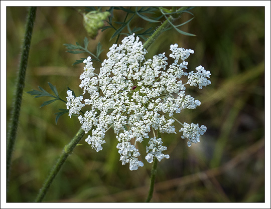 Adirondack Wildflowers: Queen Anne's Lace (Daucus carota)