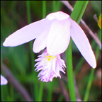 Adirondack Wildflowers: Rose Pogonia blooming on Barnum Bog (12 July 2012)