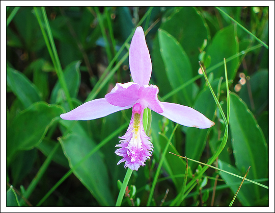 Adirondack Wildflowers:  Rose Pogonia blooming on Barnum Bog (6 July 2012)