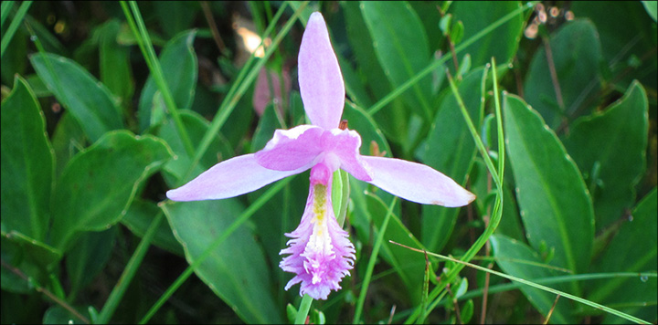 Adirondack Wildflowers:  Rose Pogonia blooming on Barnum Bog (6 July 2012)