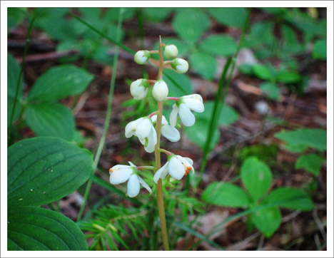 Adirondack Wildflowers:  Shinleaf in bloom at the Paul Smiths VIC (28 June 2012)