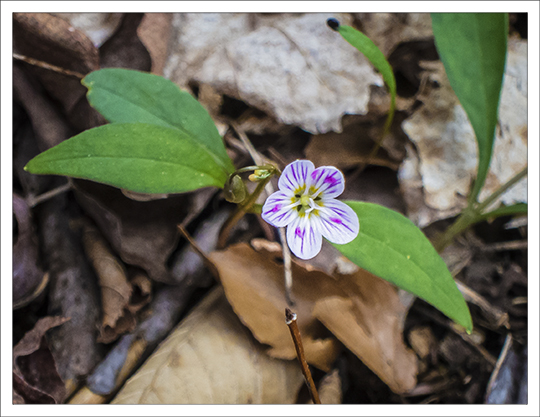 Wildflowers of the Adirondack Mountains: Carolina Springbeauty (Claytonia caroliniana) on the Heron Marsh Trail at the Paul Smiths VIC (8 May 2013) Wildflowers of the Adirondack Mountains: Carolina Springbeauty (Claytonia caroliniana) on the Heron Marsh Trail at the Paul Smiths VIC (8 May 2013)