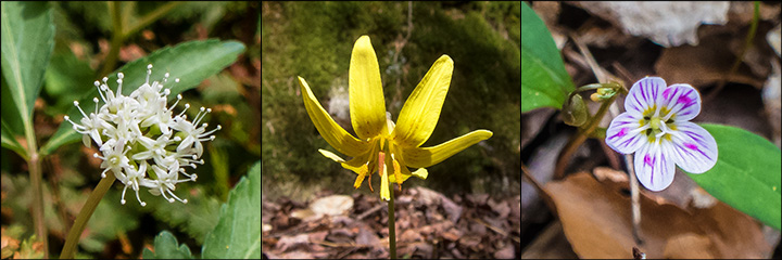 Adirondack Wildflowers: Dwarf Ginseng on the Heron Marsh Trail (8 May 2013); Trout Lily on the Boreal Life Trail (4 May 2013); Spring Beauty on the Heron Marsh Trail (8 May 2013)