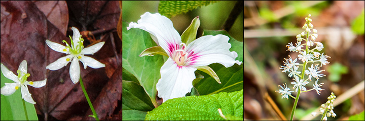 Adirondack Wildflowers: Goldthread, Painted Trillium, and Foamflower at the Paul Smiths VIC