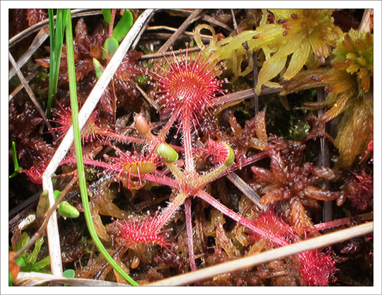 Wildflowers of the Adirondack Mountains:  Roundleaf Sundew (Drosera rotundifolia L.) on Barnum Bog on the Boreal Life  Trail at the Paul Smiths VIC (28 July 2012)